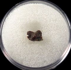 Rare Ptychodus whipplei tooth for sale | Buried Treasure Fossils