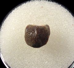 Kamp Ranch Ptychodus anonymus  tooth for sale | Buried Treasure Fossils