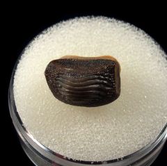 Ptychodus decurrens tooth for sale | Buried Treasure Fossils