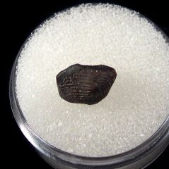 Ptychodus decurrens tooth | Buried Treasure Fossils