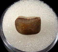 Eagle Ford Ptychodus decurrens tooth for sale | Buried Treasure Fossils