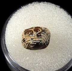 Kamp Ranch Ptychodus decurrens tooth for sale | Buried Treasure Fossils