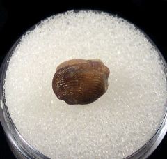 Cretaceous Ptychodus decurrens tooth for sale | Buried Treasure Fossils