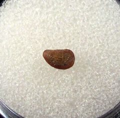 Arcadia Park Ptychodus decurrens tooth for sale | Buried Treasure Fossils
