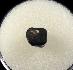 Kamp Ranch Ptychodus polygyrus tooth for sale | Buried Treasure Fossils