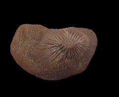 Ptychodus mortoni tooth for sale | Buried Treasure Fossils