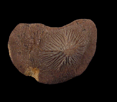 Kamp Ranch Ptychodus mortoni tooth for sale | Buried Treasure Fossils