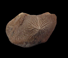 Texas Ptychodus tooth | Buried Treasure Fossils