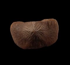 Eagle Ford Ptychodus mortoni tooth for sale | Buried Treasure Fossils