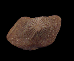 Kamp Ranch Ptychodus mortoni tooth for sale | Buried Treasure Fossils