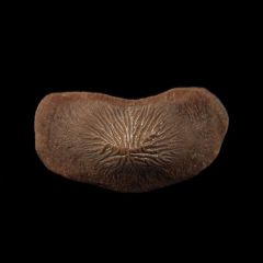 Kamp Ranch Ptychodus mortoni tooth for sale | Buried Treasure Fossils
