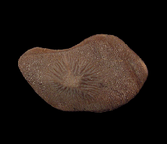 Kamp Ranch Ptychodus mortoni tooth for sale | Buried Treasure Fossils