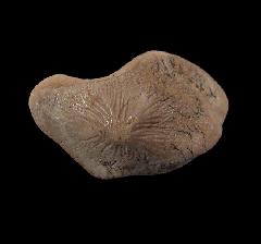 Rare Ptychodus mortoni tooth for sale | Buried Treasure Fossils