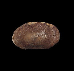 Ptychodus mortoni tooth for sale | Buried Treasure Fossils