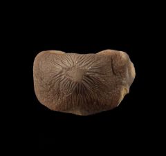 Lake Waco Ptychodus mortoni tooth for sale | Buried Treasure Fossils