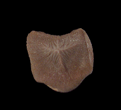 Real Ptychodus mortoni tooth for sale | Buried Treasure Fossils