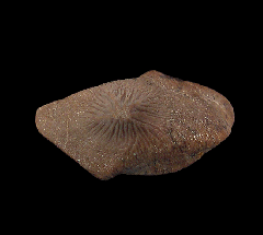 Rare Ptychodus mortoni tooth for sale | Buried Treasure Fossils