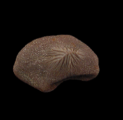 Ptychodus mortoni tooth from Texas for sale | Buried Treasure Fossils