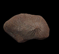 Ptychodus mortoni crusher tooth from Texas for sale | Buried Treasure Fossils