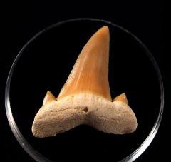 Brachycarcharias lerichei           