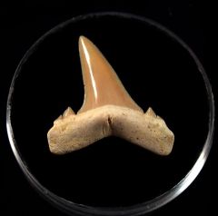 Brachycarcharias lerichei           