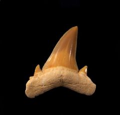 Brachycarcharias lerichei           