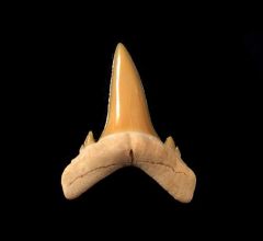 Brachycarcharias lerichei           