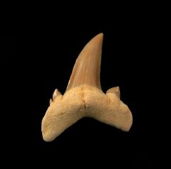 Brachycarcharias lerichei           