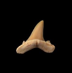 Brachycarcharias lerichei           