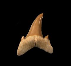 Brachycarcharias lerichei           
