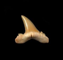 Brachycarcharias lerichei           