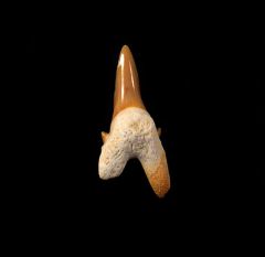 Brachycarcharias lerichei           
