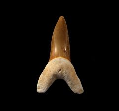Isurus praecursor                          