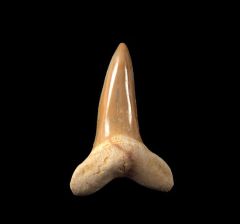 Isurus praecursor                          