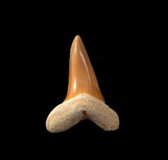 Isurus praecursor                          