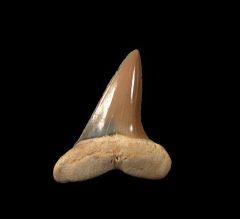 Isurus praecursor                          