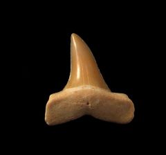 Isurus praecursor                          