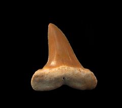 Isurus praecursor                          