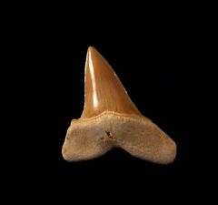 Isurus praecursor                          