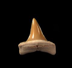 Isurus praecursor                          