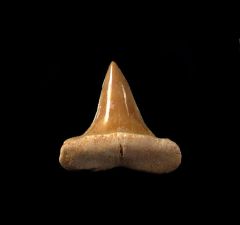 Isurus praecursor                          