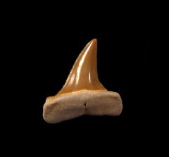 Isurus praecursor                          