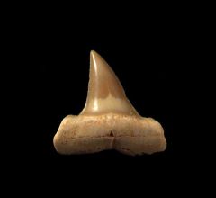 Isurus praecursor                          