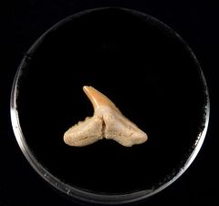 Physogaleus secundus                                  