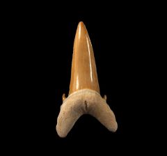 Togo Serratolamna koerti tooth | Buried Treasure Fossils