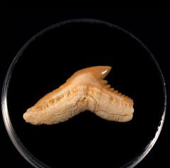 Tiger shark tooth from Togo for sale | Buried Treasure Fossils