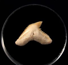 Galeocerdo latidens         