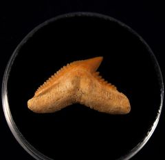 Galeocerdo latidens         