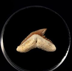 Galeocerdo latidens         