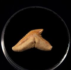Galeocerdo latidens         
